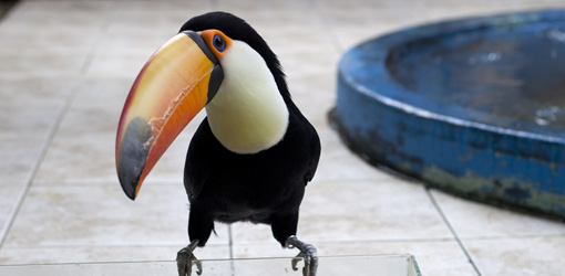 Wolfgang Tillmans, Tukan, Detail, 2010, Courtesy Galerie Buchholz, K?�ln/Berlin